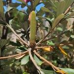 Banksia integrifoliaПлод