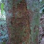 Byrsonima laevigata Bark