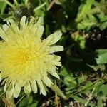 Hieracium berardianum Λουλούδι