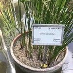 Cyperus alternifolius Folha