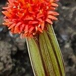 Kleinia picticaulis Blüte