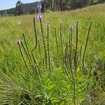 Verbena strictaFlower