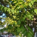 Ailanthus altissima Leaf