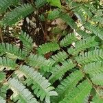 Pentaclethra macrophylla Leaf