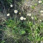 Bellis sylvestris 形態