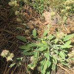 Phacelia mutabilis Hàbitat