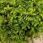 Leptinella squalida 葉