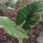 Alocasia odora Liść