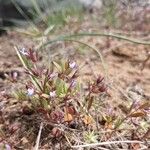 Collinsia parviflora Blomma