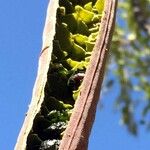 Cassia abbreviata Fruit