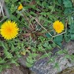 Taraxacum campylodes برگ