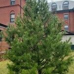 Pinus bungeana Plante entière