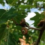 Quercus velutina Meyve