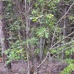 Salix bebbiana Hábito