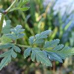 Torilis arvensis Leaf