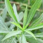 Achillea ptarmica Leaf