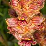 Orobanche gracilis Flor