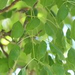 Sclerocarya birrea Лист