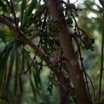 Ficus racemosa Fruit