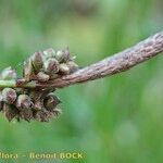 Carex ericetorum Frugt