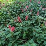 Acalypha herzogiana ശീലം