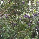 Rhaphithamnus spinosus Fruto