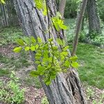 Robinia viscosa Лист