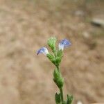 Salvia occidentalis Habit