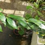 Allamanda schottii Φύλλο