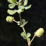 Medicago rigidula Habit