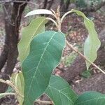 Croton gratissimus Blad