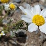 Anthemis pseudocotula Flower