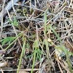 Dianthus arenarius Leaf