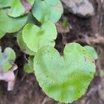 Adiantum reniforme Folio