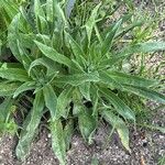 Echium boissieri List