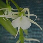 Oeoniella polystachys Flower