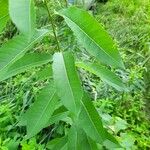 Salix eriocephala Leaf