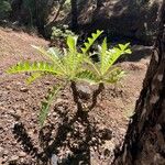 Sonchus canariensis Blatt