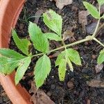 Angelica archangelica Leaf