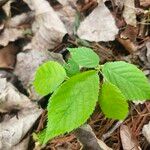 Ostrya virginiana Leaf