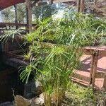 Cyperus alternifolius ശീലം