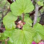 Ribes sanguineum Leaf