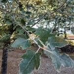 Populus albaLeaf