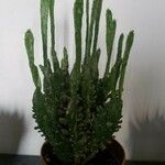 Opuntia monacantha 葉