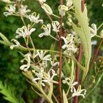 Lomatia tinctoria Blüte