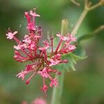Valeriana angustifolia ফুল
