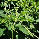 Humulus lupulus Habitat