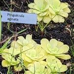 Pinguicula agnata Ліст