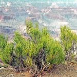 Ephedra viridis Habit