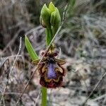 Ophrys speculum Blodyn